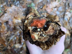 Scytalidium cuboideum