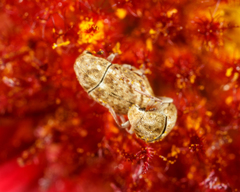 Trigonorhinus