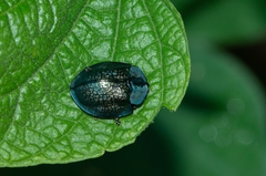 Cyrtonota thalassina