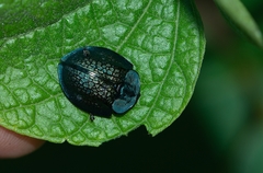 Cyrtonota thalassina