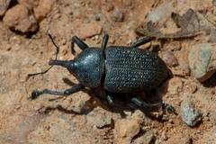 Homalinotus coriaceus