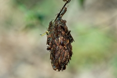 Polistes versicolor