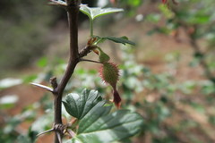 Ribes roezlii roezlii