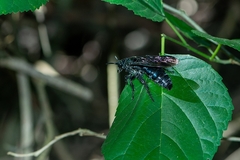 Scoliidae