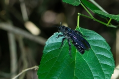 Scoliidae
