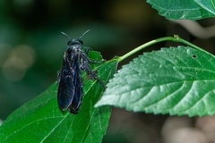 Scoliidae