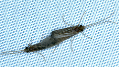 Philanisus plebeius
