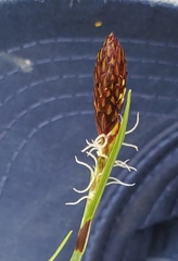 Careyanae