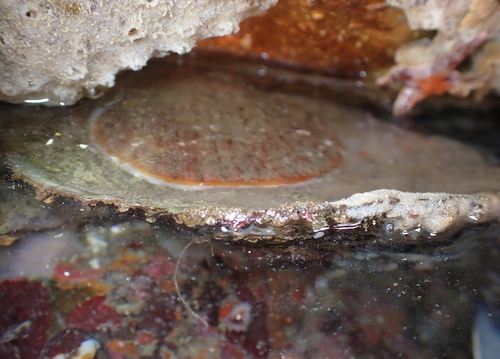 Giant Rock Scallop