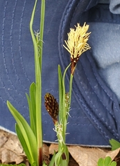 Careyanae