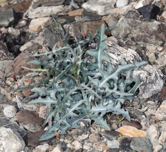 Stephanomeria parryi