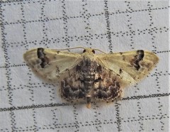Idaea asceta
