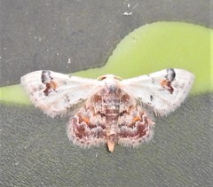 Idaea asceta