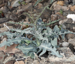 Stephanomeria parryi