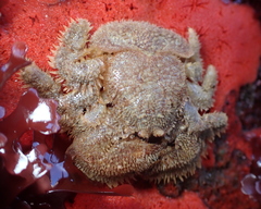 Hapalogaster cavicauda