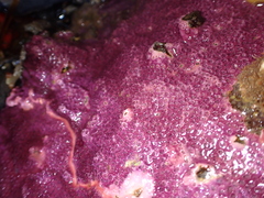 Stylantheca papillosa