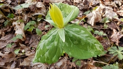 Trillium luteum