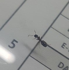 Formicidae