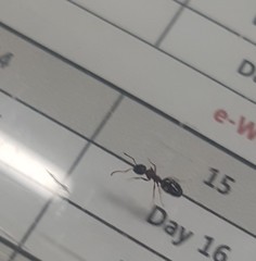 Formicidae