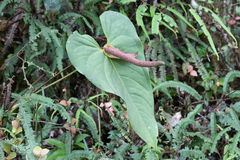 Anthurium oyuelae