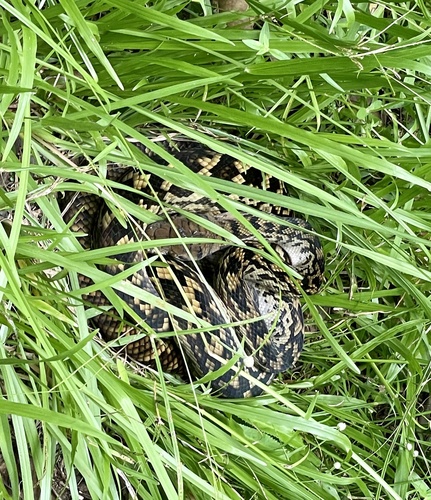 Australian Scrub Python sighting