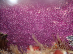 Stylantheca papillosa