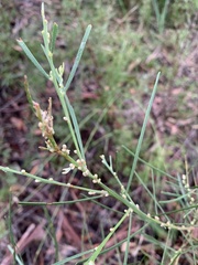 Acacia elongata