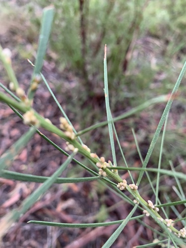 Acacia elongata, photograph 1