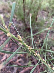 Acacia elongata, photograph Guy Taseski, CC BY, iNaturalist via GBIF