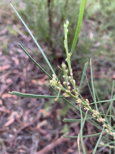 Acacia elongata, photograph 2