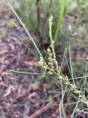 Acacia elongata, photograph Guy Taseski, CC BY, iNaturalist via GBIF