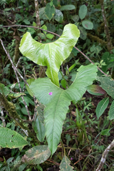 Anthurium bogotense