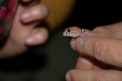 Coleonyx nemoralis