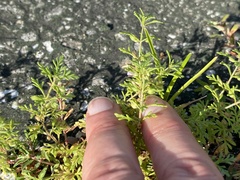 Leucospora multifida