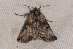 Abrostola parvula