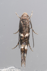 Momphidae