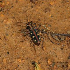 Cosmodela aurulenta aurulenta