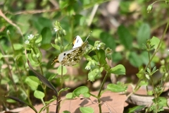 Anthocharis scolymus