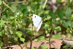 Anthocharis scolymus