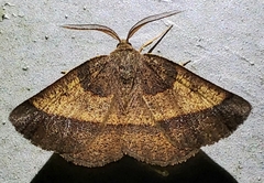 Metarranthis obfirmaria