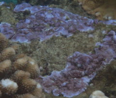 Montipora flabellata