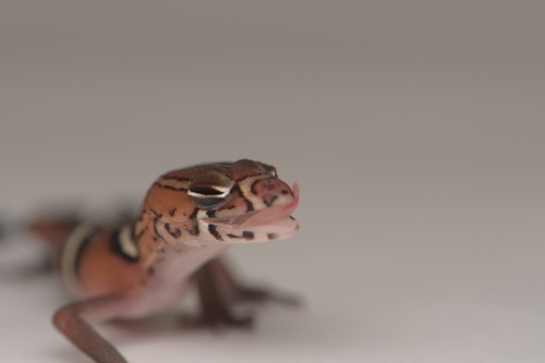 Colima Banded Gecko
