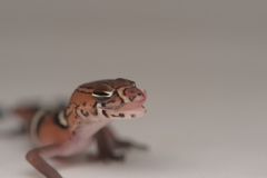 Coleonyx nemoralis
