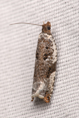 Ancylis mediofasciana