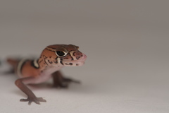 Coleonyx nemoralis