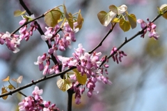 Cercis chinensis