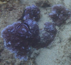 Montipora flabellata