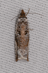 Ancylis mediofasciana