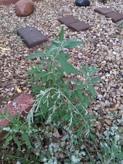 Chenopodium pratericola