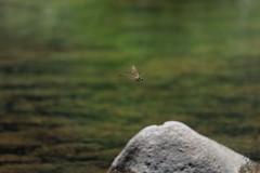 Hemicordulia intermedia